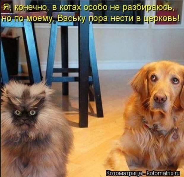 Котоматрицы(картинки с надписями)