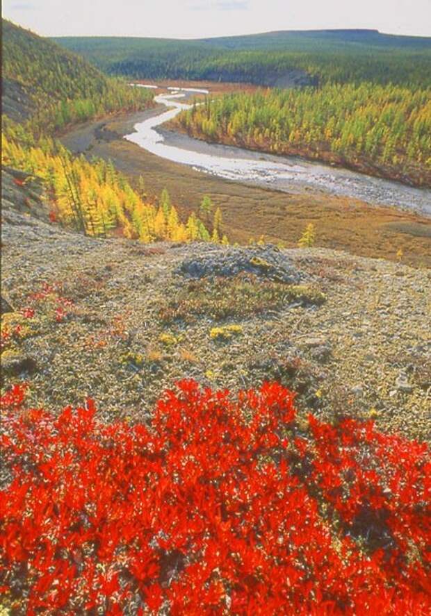 Растения в реке лене. Природа Якутии река Вилюй цветы. Река Вилюй.