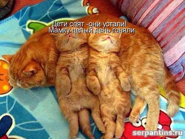 рыжие котята спят