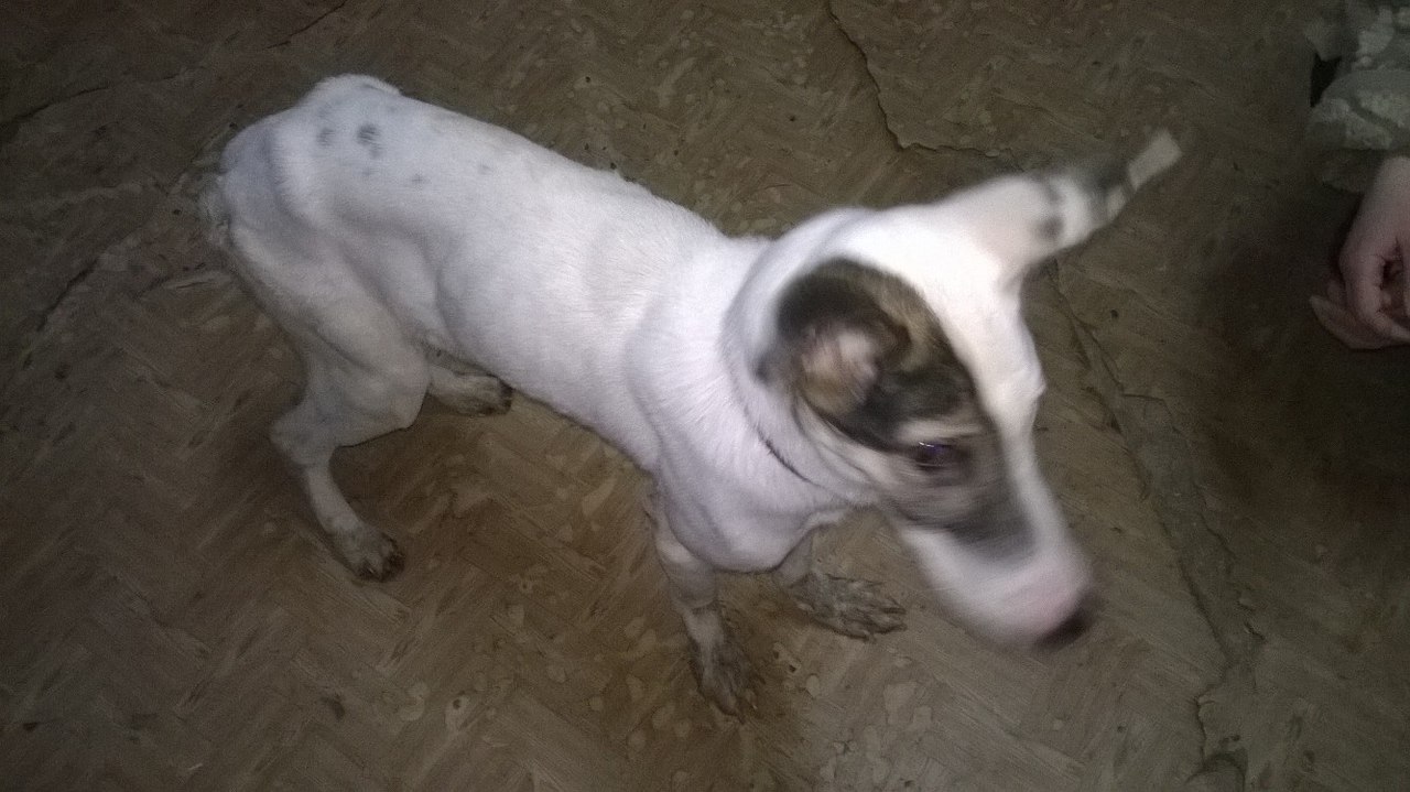 fred