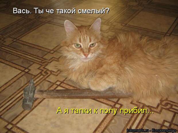 Котоматрица: А я тапки к полу прибил... Вась. Ты че такой смелый?