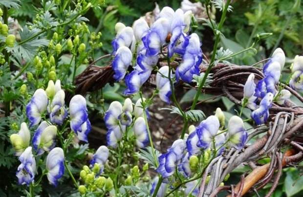 Борец или Аконит садовый "Двухцветный"(Aconitum cammarum 'Bicolor')