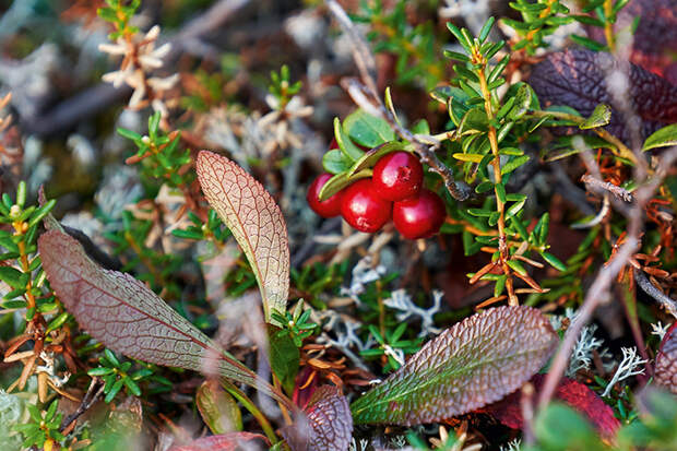Брусника в тундре