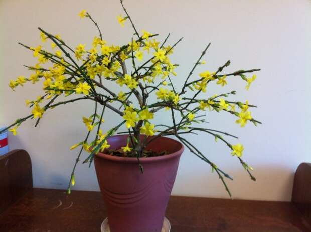 Жасмин Месни (Jasminum mesnyi) Жасмин Месни (Jasminum mesnyi)
