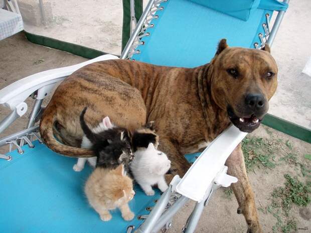 Кот и пёс  кот, кошка, пёс, собака