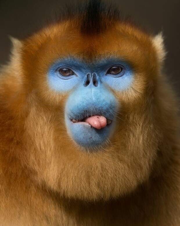 Огромное количество своего свободного времени обезьяны проводят за наведением красоты. интересное, обезьяны, факты, фауна