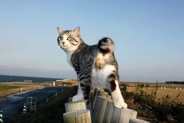 Фото японского кота, которые заставят тебя сказать: "Как скучно я живу..." коты, фото, это интересно