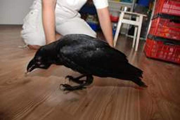 Напала черная ворона - ждите скорую болезнь.