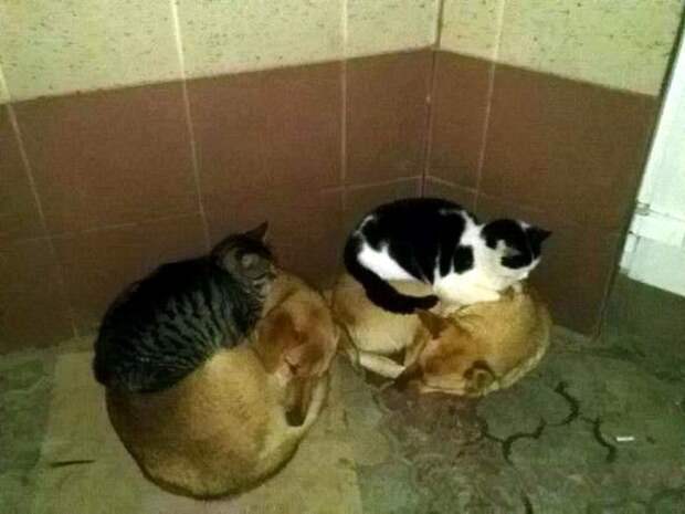 Кот и пёс  кот, кошка, пёс, собака
