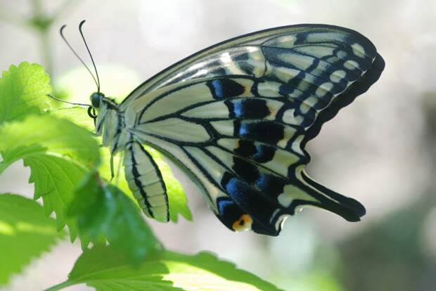 Есть только миг между прошлым и будущем... Есть только миг между прошлым и будущем...
