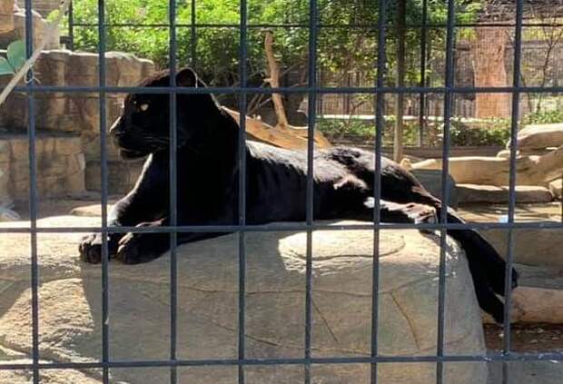 Посетительница зоопарка горько пожалела о решении сделать селфи в вольере с ягуаром