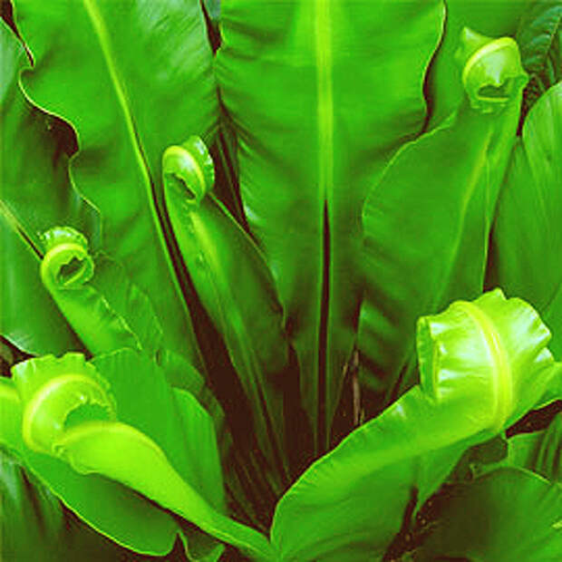 Асплениум — Asplenium