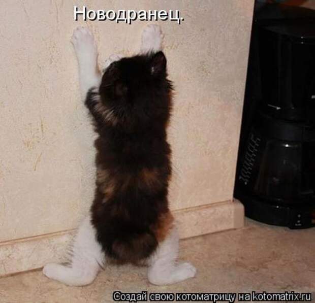 Котоматрицы (картинки с надписями)