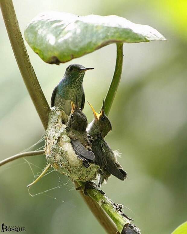 Сообразительная колибри построила гнездо под крышей из листьев 
