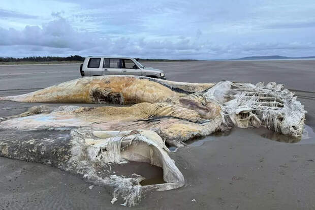 Sun: тушу неизвестного животного выбросило на пляж на острове Англси в Британии