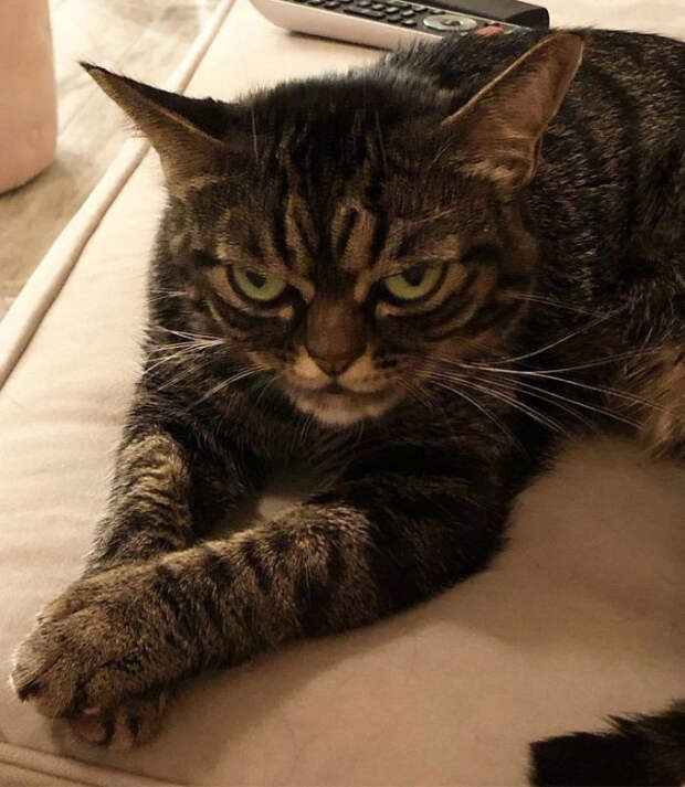 Встречайте новую Grumpy Cat по кличке Киця, которая выглядит ещё сварливее, чем её предшественница