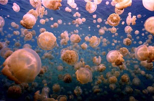 Золотая медуза озера Палау ежедневно следует за солнцем, которое обеспечивает ее выживание в мире, животные, животный мир, жизнь, интересное, мигрант, мигранты, подборка