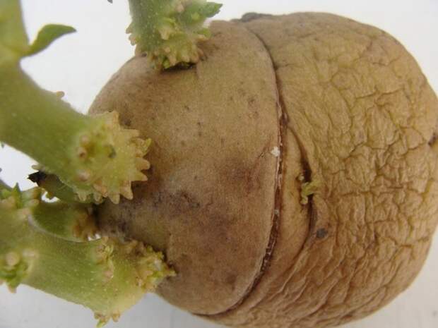 Способы проращивания картофеля перед посадкой