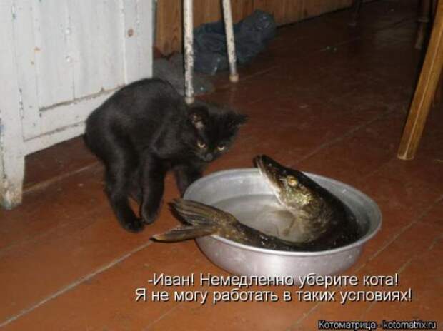 Котоматрицы (картинки с надписями)