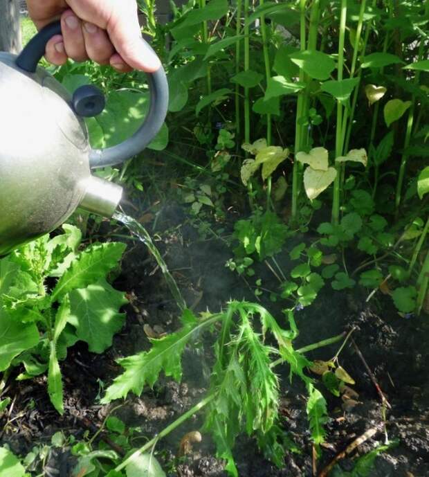 Горячая вода эффективна для борьбы с сорняками. / Фото: severdv.ru