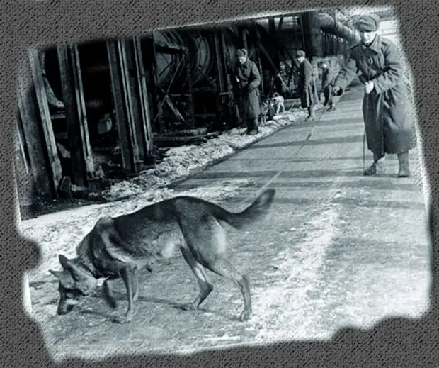 джульбарс приют в омске