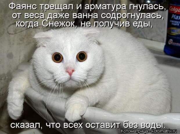 Котоматрицы (картинки с надписями)