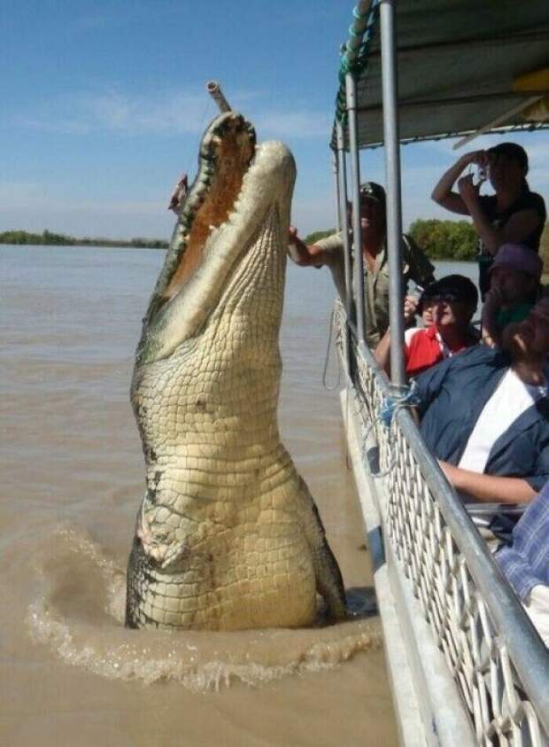 80-летний морской крокодил-гигант - достопримечательность Австралии