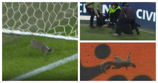 ️ Белка посетила футбольный матч