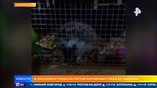 Десант карликовых ежей из Таиланда доставили в Красноярск