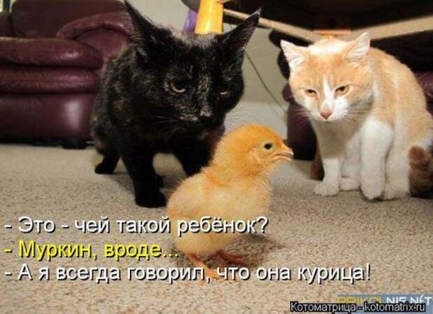 Котоматрицы (картинки с надписями)
