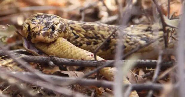 Каннибализм у змей: почему они едят друг друга чаще, чем мы могли представить