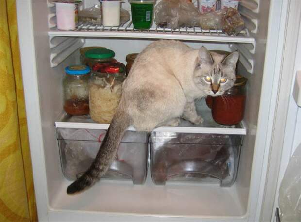 catfridge21 Коты в холодильниках