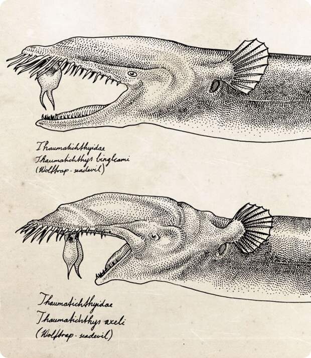 Тауматихт Акселя (лат. Thaumatichthys axeli)