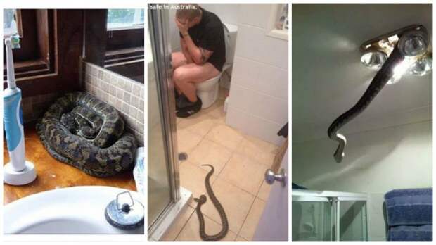 22 фотодоказательства, что Австралия - ад для офидиофобов австралия, змея