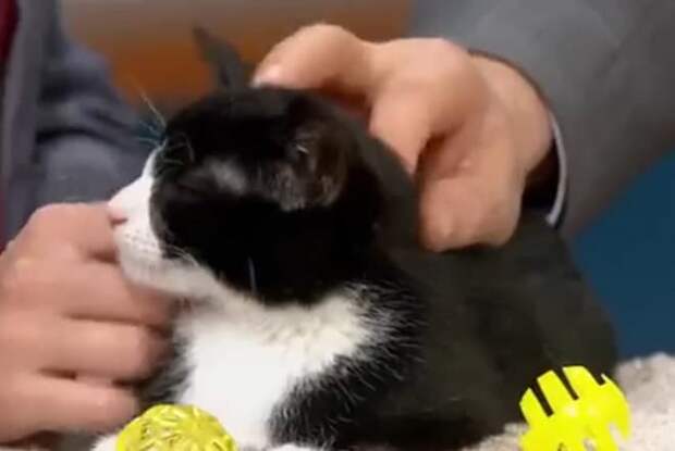 Кот лежит Довольный кот