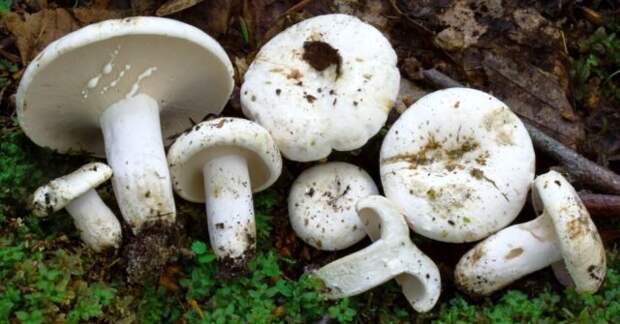 Груздь перечный (Lactarius piperatus). © ultimate-mushroom  📷 