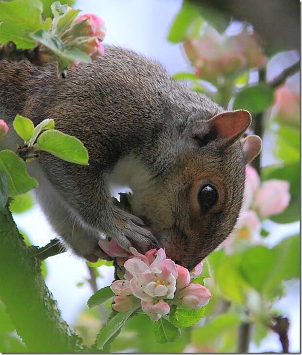 apple blossoms