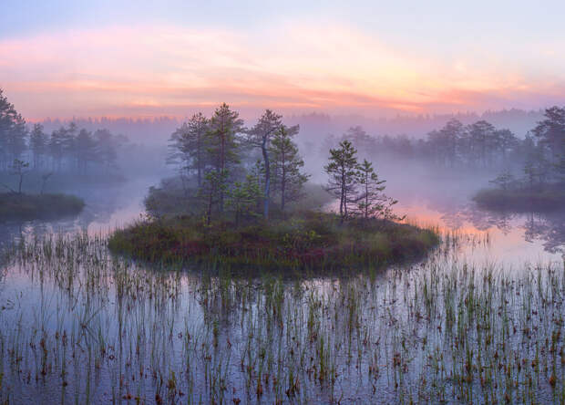 Болота Ленинградской области, которые поражают своей красотой