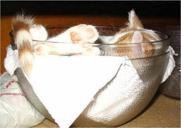 1341069972_cats-17