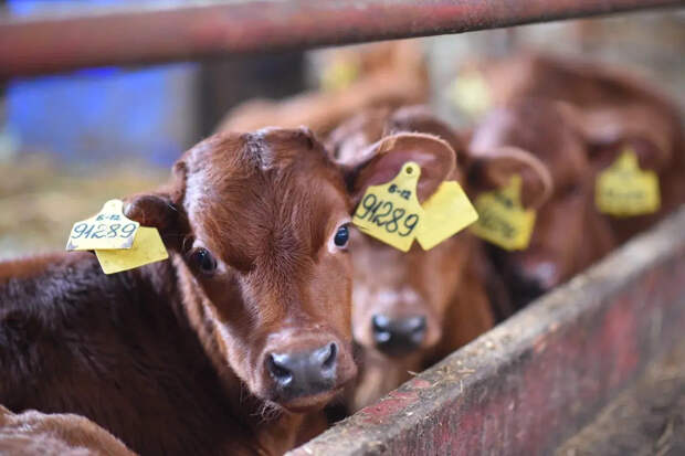 Скорость распространения 150 км/ч: китайские фермеры паникуют из-за неизлечимого ящура
