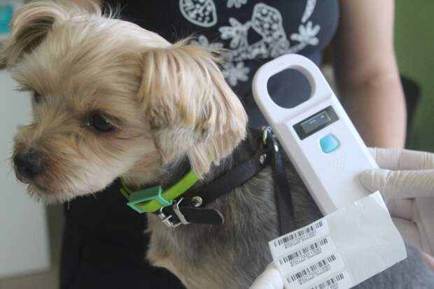 Красавчики и умницы: краевая выставка собак пройдет в Уссурийске 16 декабря