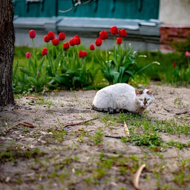 Котики всех стран, объединяйтесь! братья наши меньшие, город, дворовые кошки, кот, улица, уличные кошки, эстетика