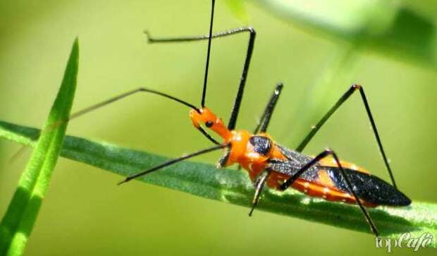 Хищнецы - одни из самых странных насекомых планеты