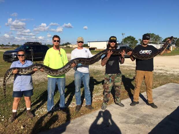 Во Флориде поймали питона, способного убить человека в мире, животные, змея, питоны