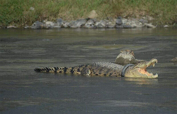 крокодил_5