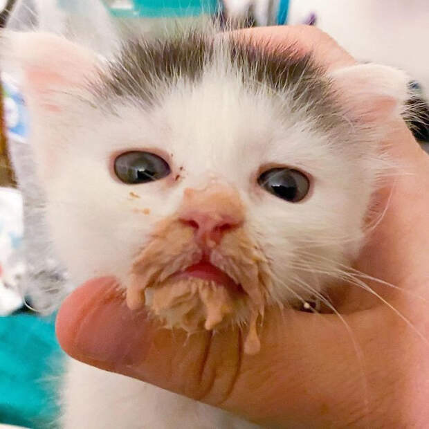 Милые испачканные едой мордочки котят и котиков