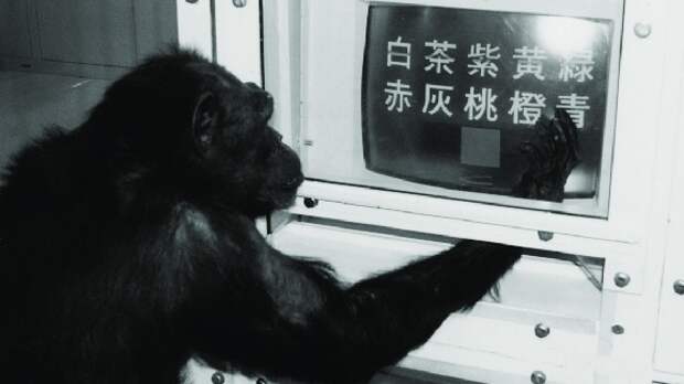 В Японии умерла «гениальная обезьяна» Ай