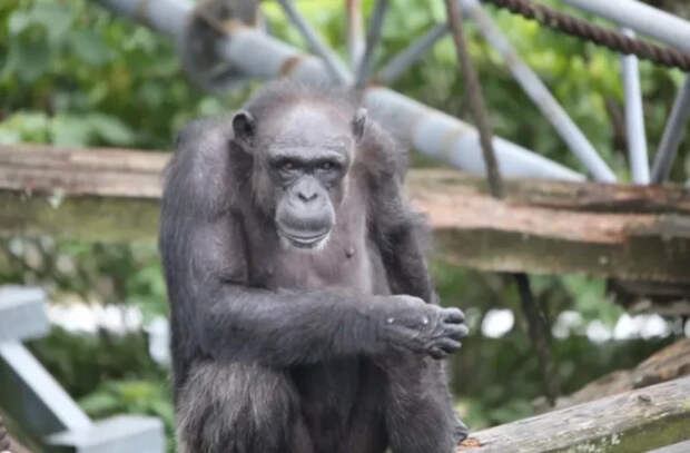 Умерла умнейшая в мире обезьяна Ай