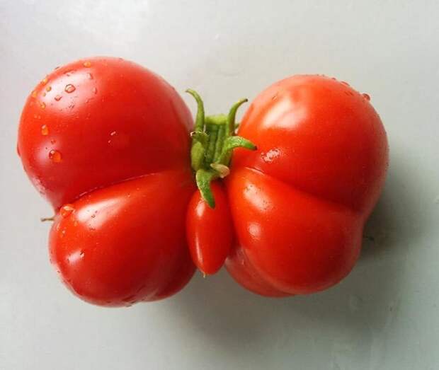 Среди томатов тоже попадаются уродцы по сути, но очень красивые генетические уродства, интересно, мутация, необычные явления