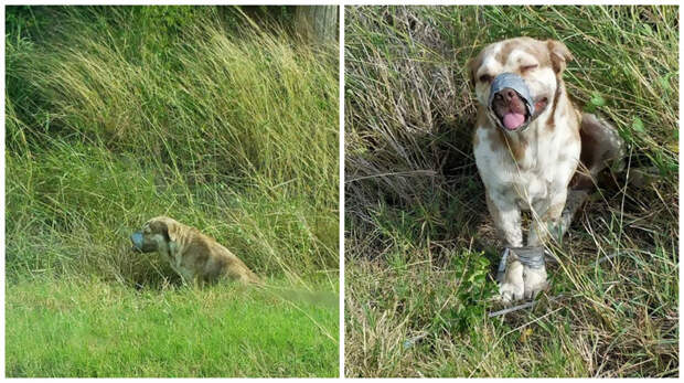 В канаве нашли живого пса со связанными лапами и скотчем вокруг морды спасение животных, спасение собаки